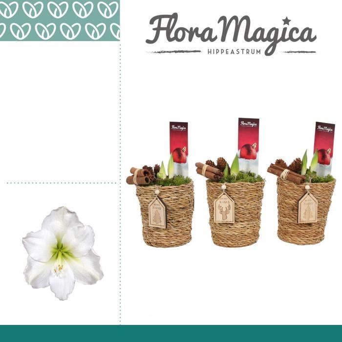 Amaryllis Wit 2 Knop in Ruby KERST