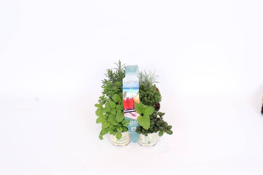 Amori e Aromi Cocktails 6-pack