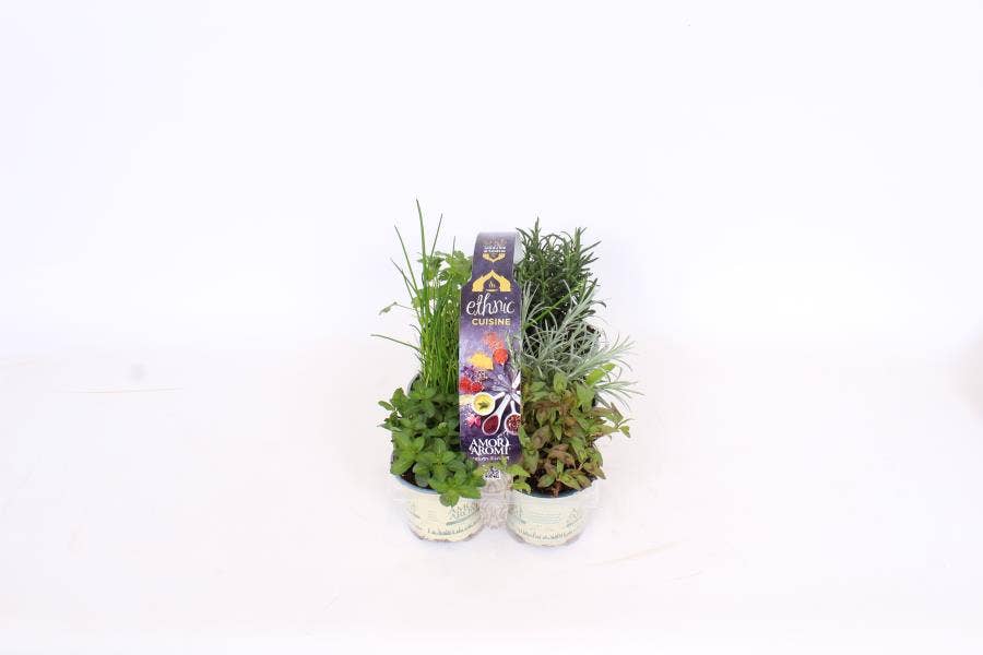 Amori e Aromi Ethnic 6-pack