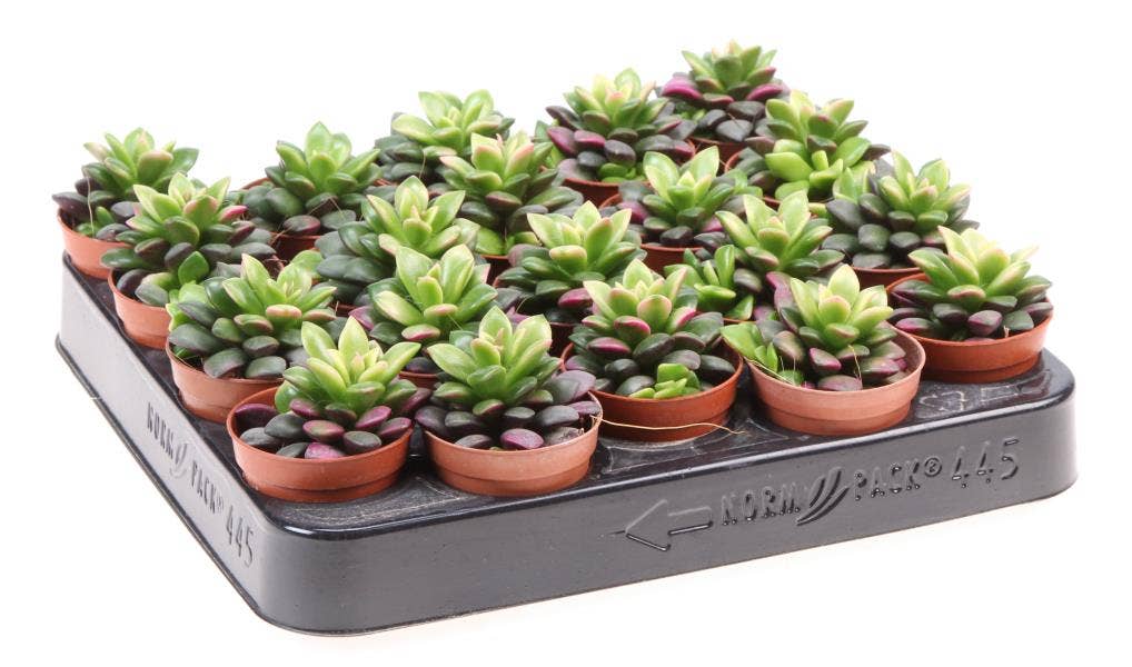 Anacampseros rufescens sunrise