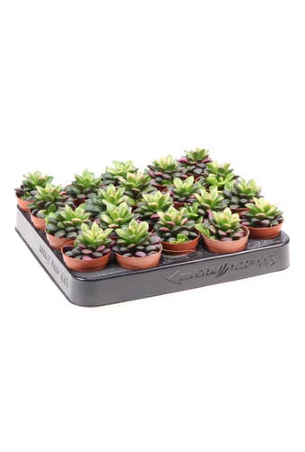 Anacampseros rufescens sunrise