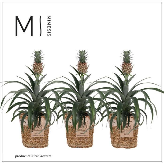 Ananas Mi Amigo in Gaby