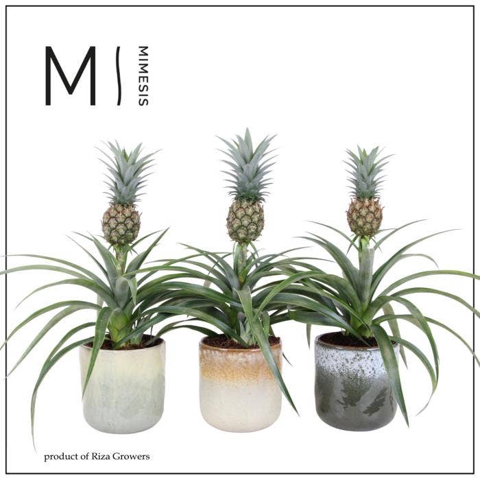 Ananas Mi Amigo in Ottawa