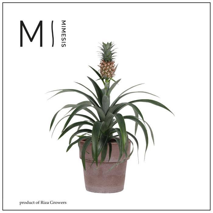 Ananas Mi Amigo Toscana