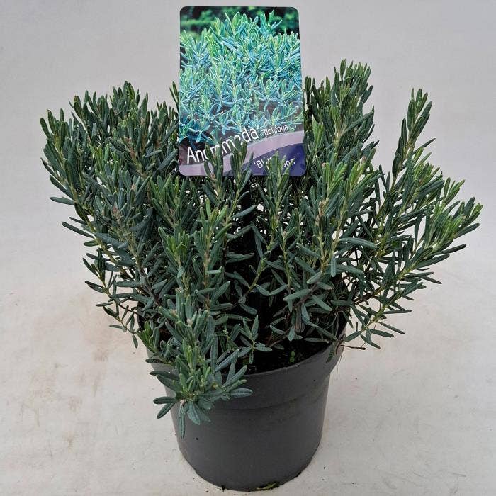 Andromeda pol. 'Blue Lagoon'