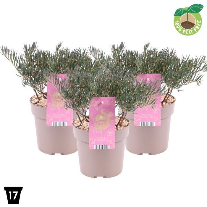 Andromeda pol.'Glaucophylla'