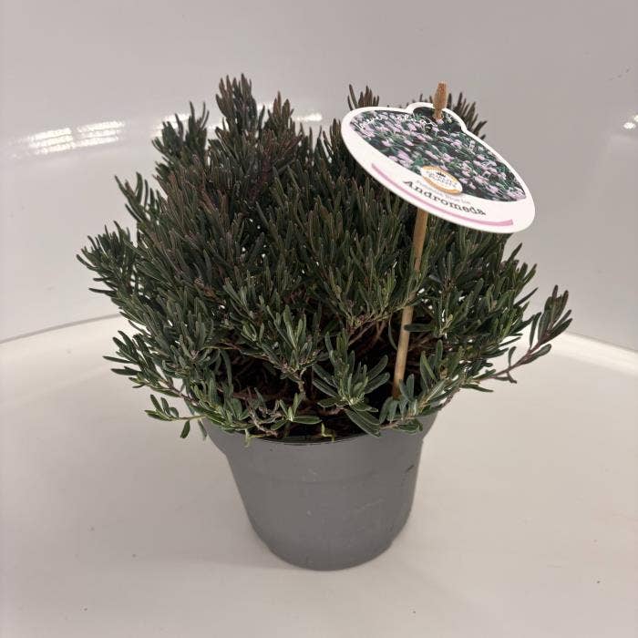 Andromeda poli. 'Blue Ice'