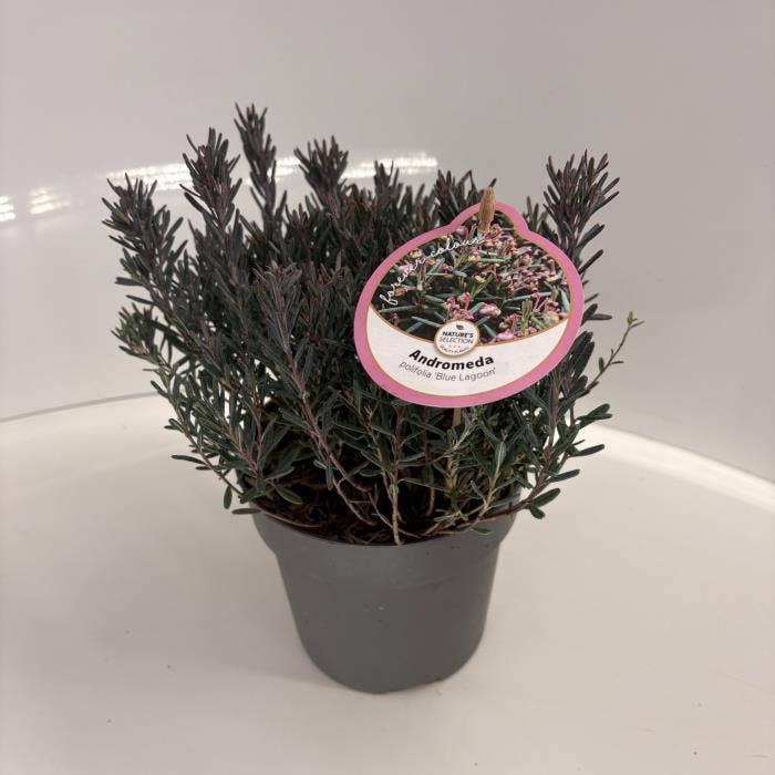 Andromeda poli. 'Blue Lagoon'