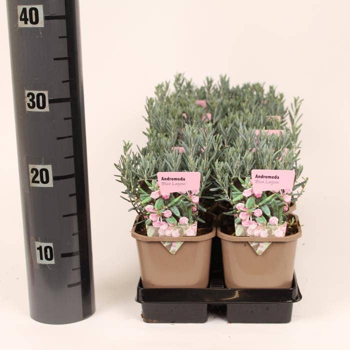 Andromeda poli. 'Blue Lagoon'