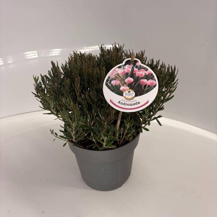 Andromeda poli. 'Compacta'