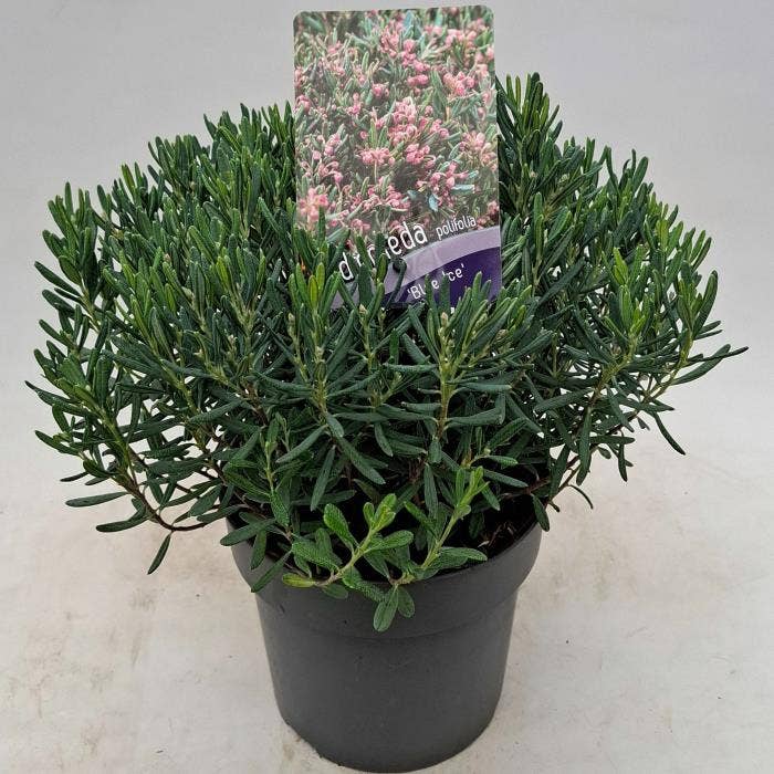 Andromeda polifolia 'Blue Ice'