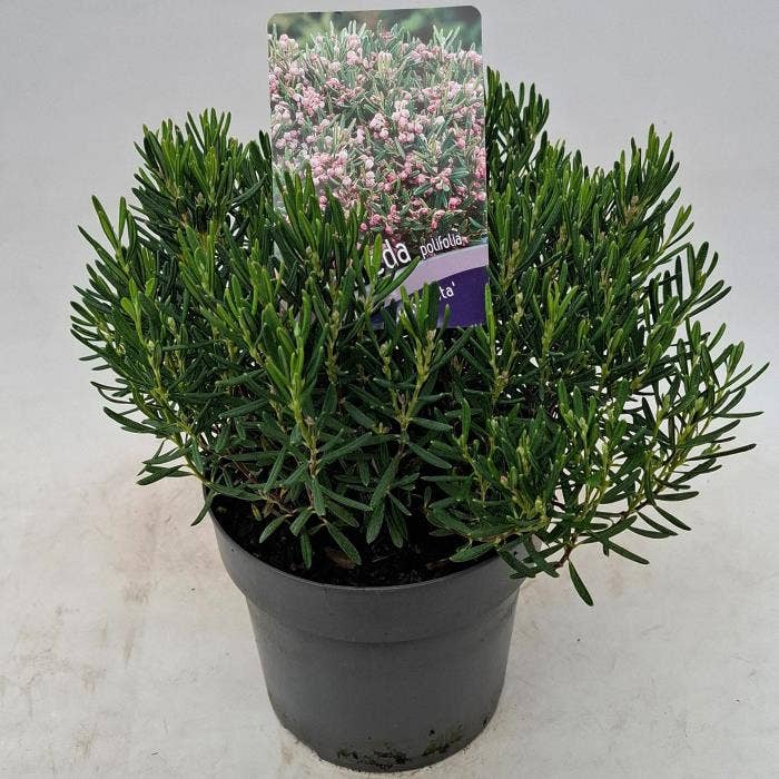 Andromeda polifolia 'Compacta'