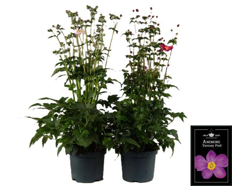 Anemone hup. 'Fantasy'