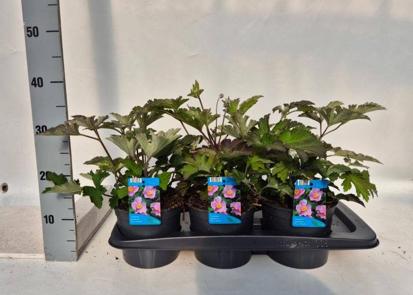 Anemone hup. Rose Shades