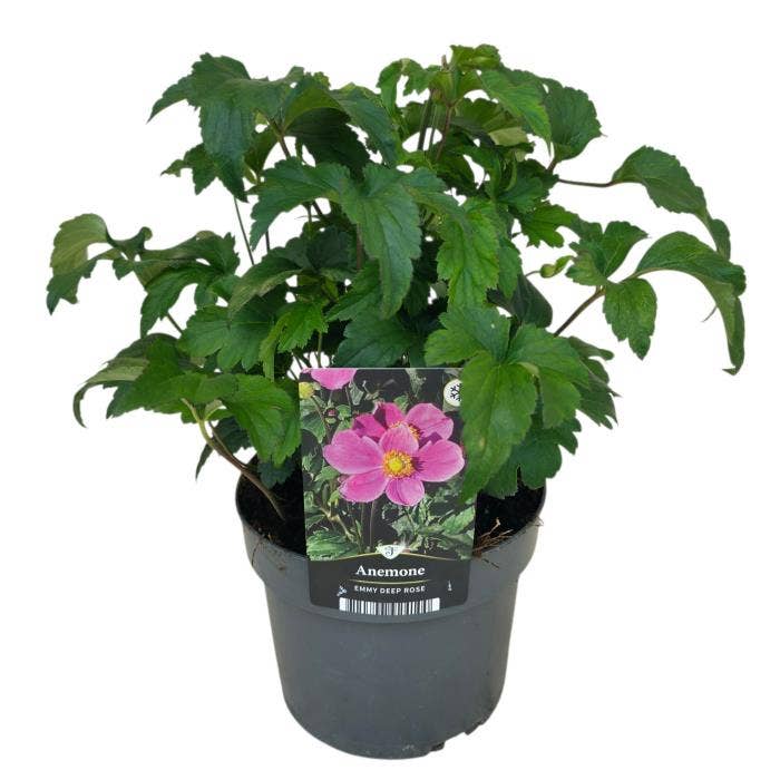 Anemone hupehensis Emmy Deep Rose