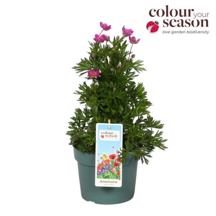 Anemone Spring Beauty Pink