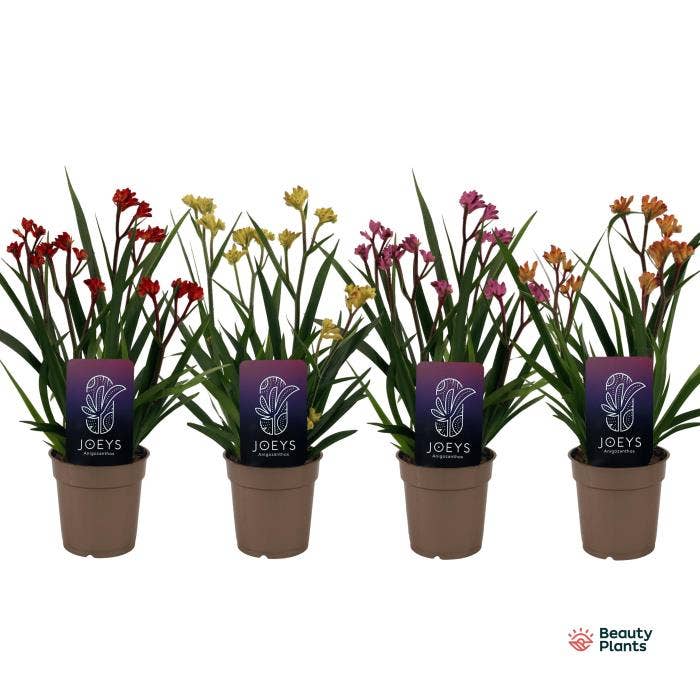 Anigozanthos 'Beauty' 