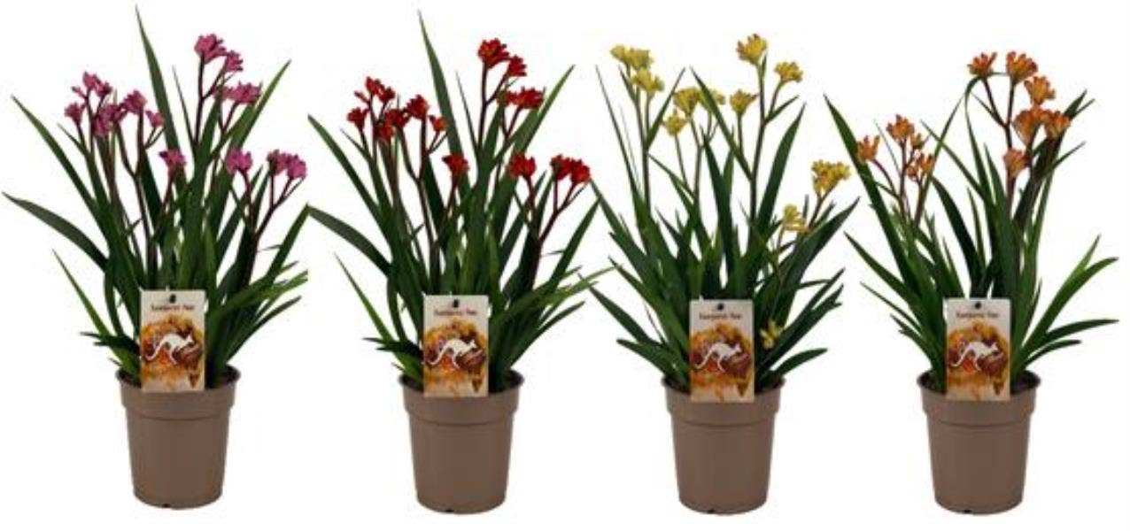 Anigozanthos