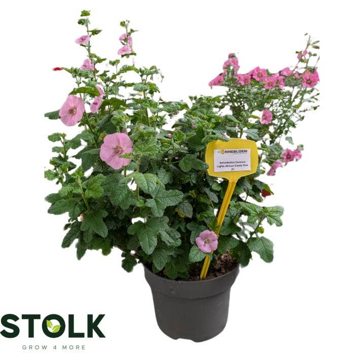 Anisodontea Cotton Candy Pink