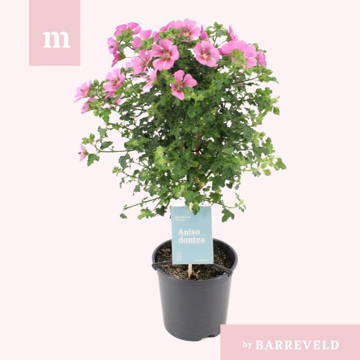 Anisodontea 'Elegance Princess'