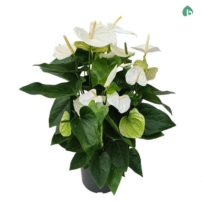 Anthurium andr. Alaska