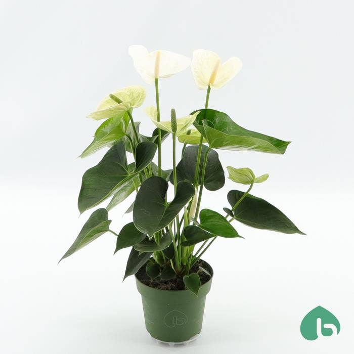 Anthurium andr. Alpine