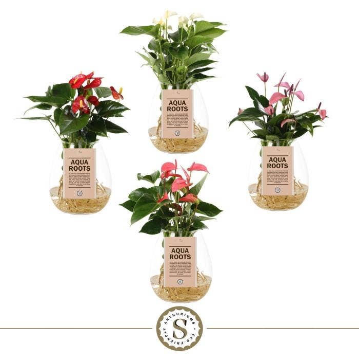 Anthurium andr. Aqua Roots Bowl