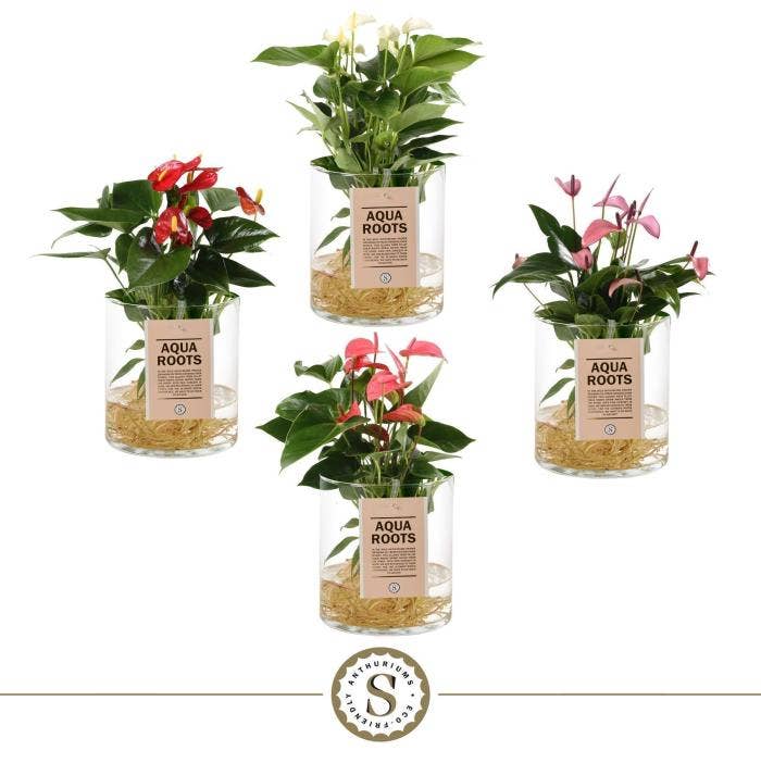 Anthurium andr. Aqua Roots Cilinder