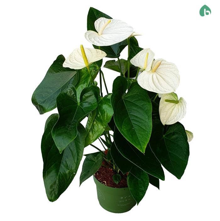 Anthurium andr. Artica