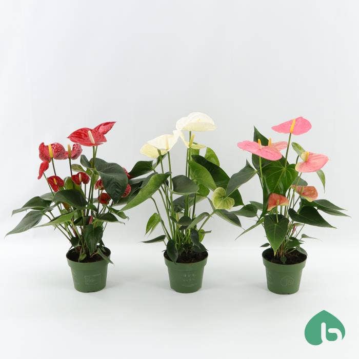 Anthurium Andr. Big Flowers