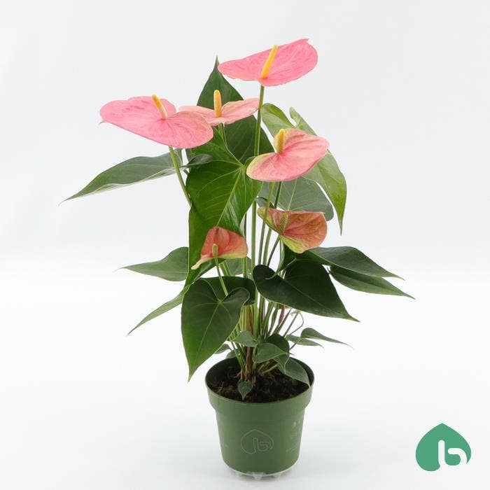 Anthurium andr. Colorado