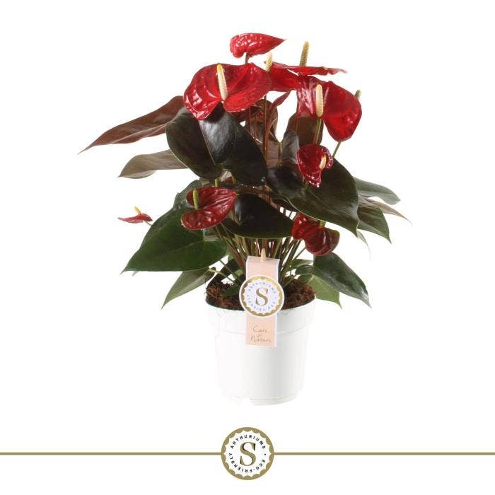 Anthurium andr. Coral Champion