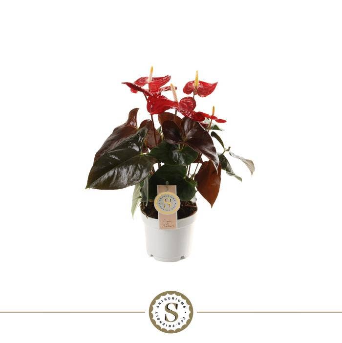 Anthurium andr. Coral Champion