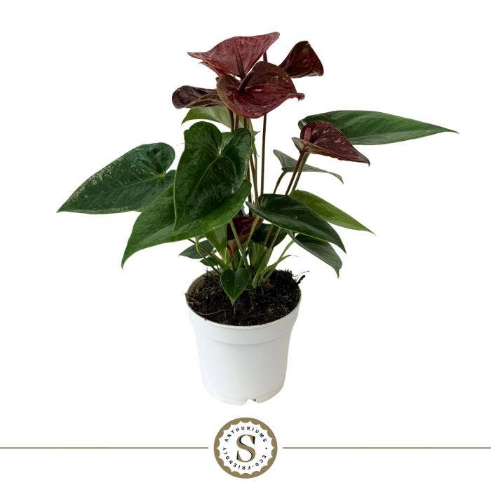 Anthurium andr. Essencia Dark