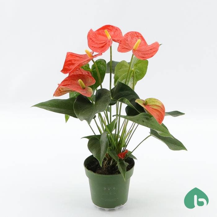 Anthurium andr. Florida