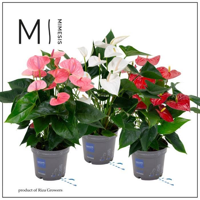 Anthurium andr. Grandiflora (premium)