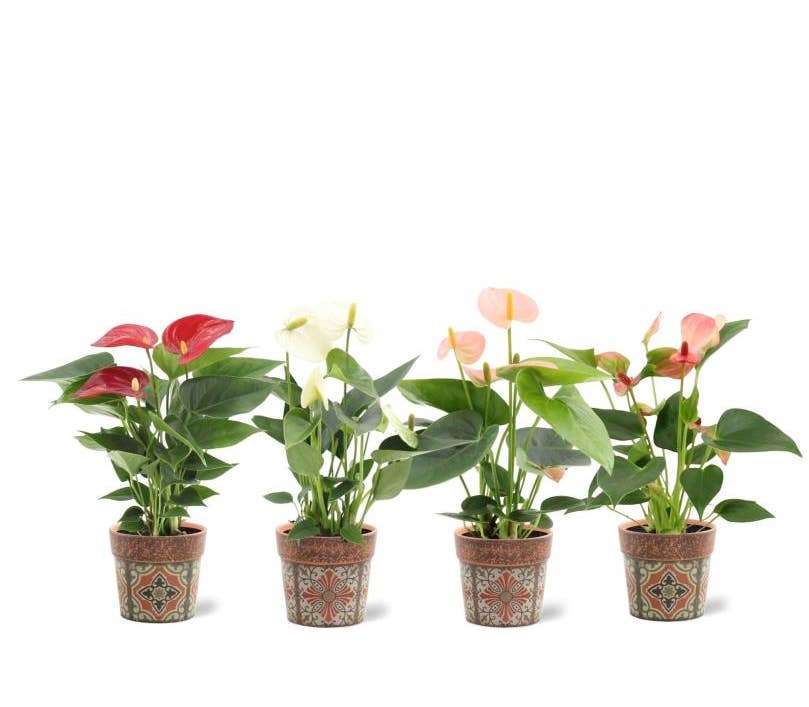 Anthurium andr. in Jakarta