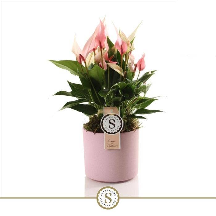 Anthurium andr. Lilli in Bari