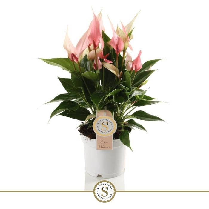 Anthurium andr. Lilli