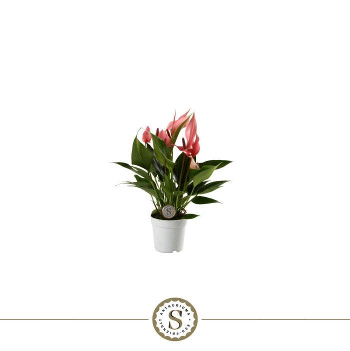 Anthurium andr. Lilli