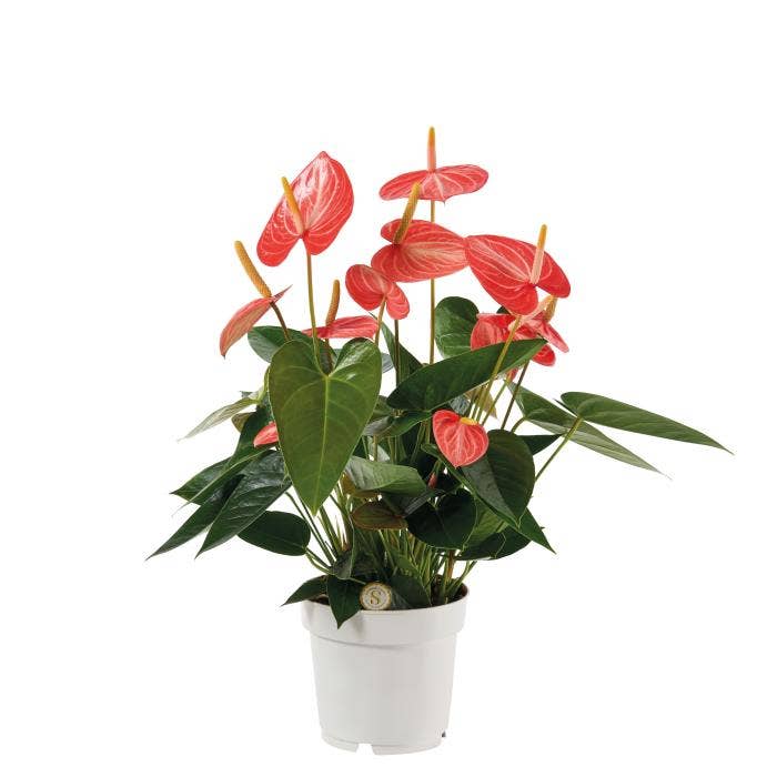 Anthurium andr. Livium Orange