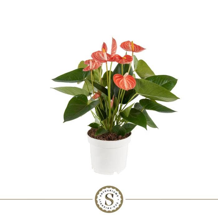 Anthurium andr. Livium Orange