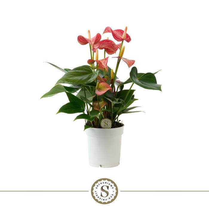 Anthurium andr. Livium Red