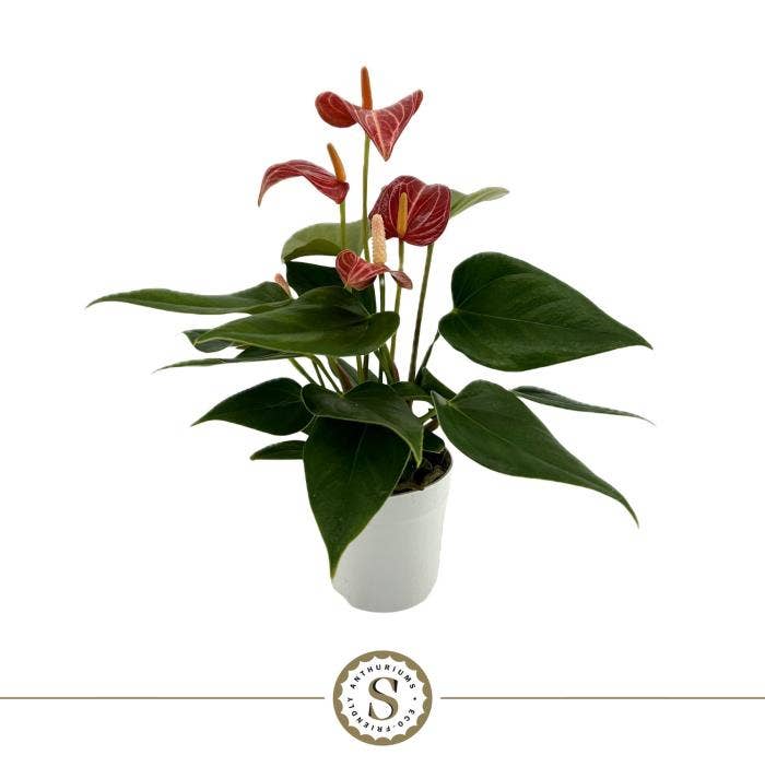 Anthurium andr. Livium Red