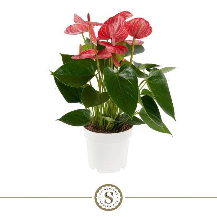 Anthurium andr. Livium Ruby