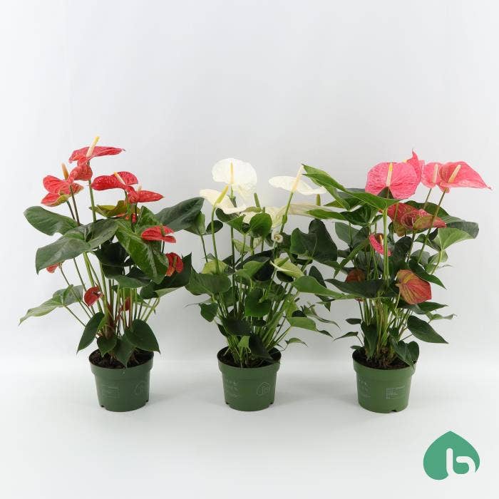 Anthurium andr. LOVE