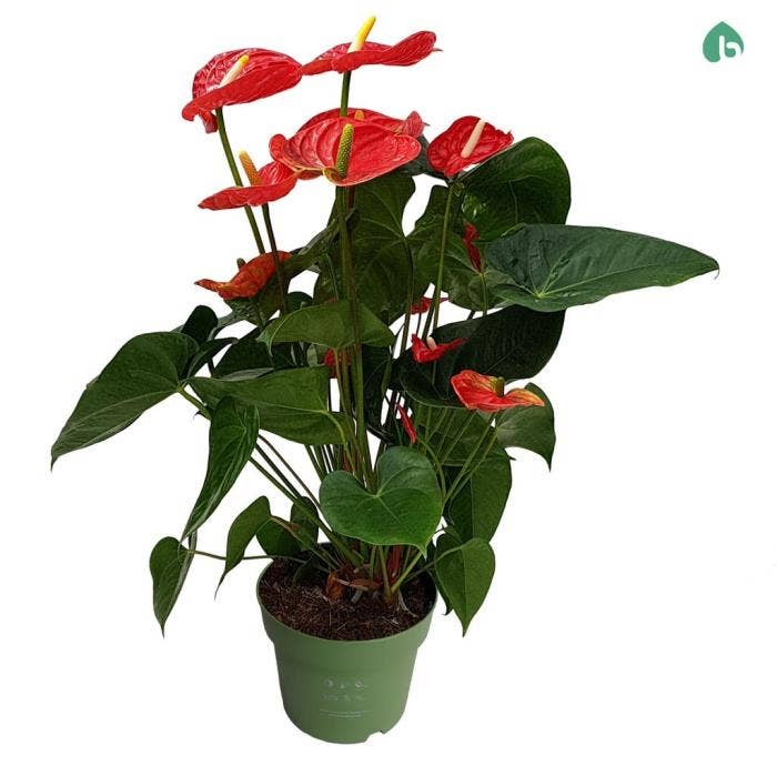 Anthurium andr. Madural ''Big Flowers''