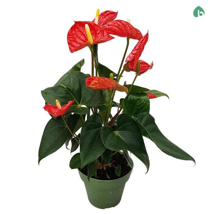 Anthurium andr. Madural
