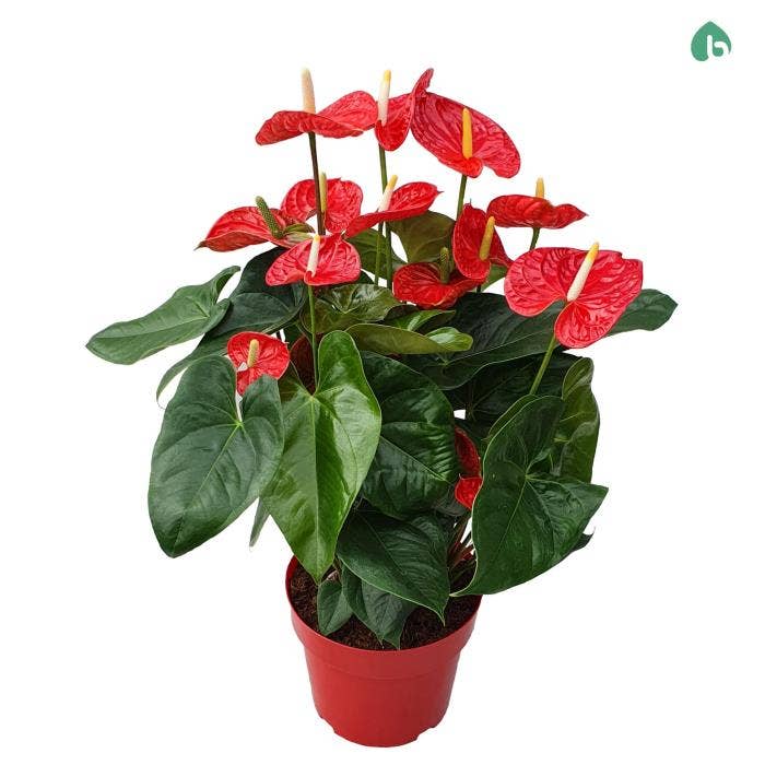 Anthurium andr. Madural