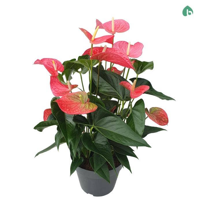 Anthurium andr. Maine